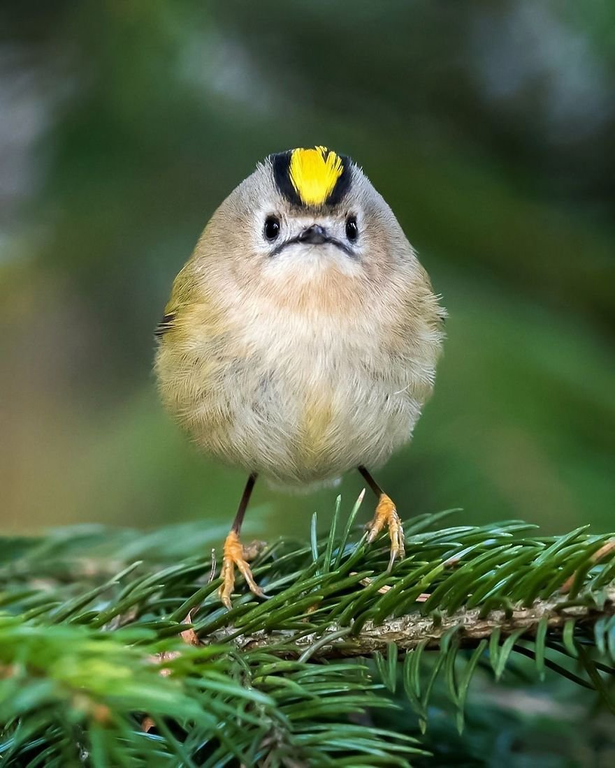 Você precisa ver as fotos destes Angry Birds da vida real