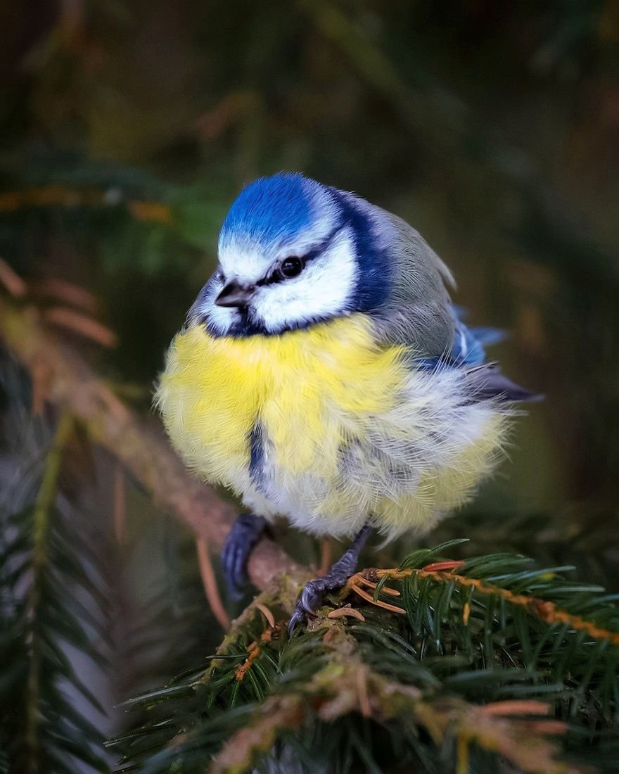 Você precisa ver as fotos destes Angry Birds da vida real