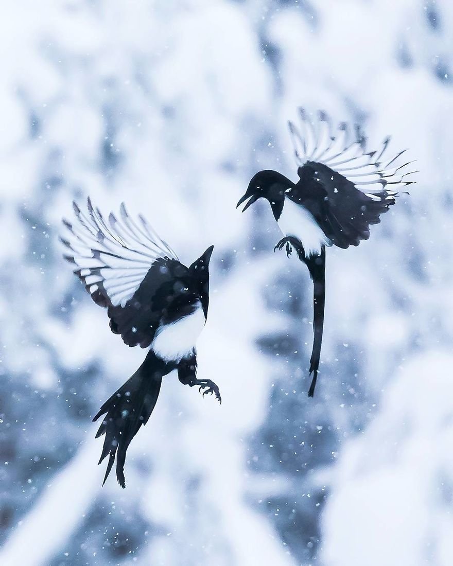Você precisa ver as fotos destes Angry Birds da vida real