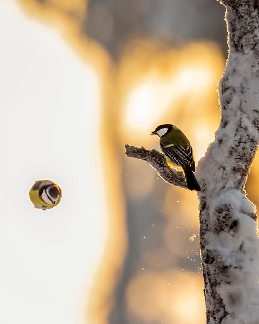 Você precisa ver as fotos destes Angry Birds da vida real
