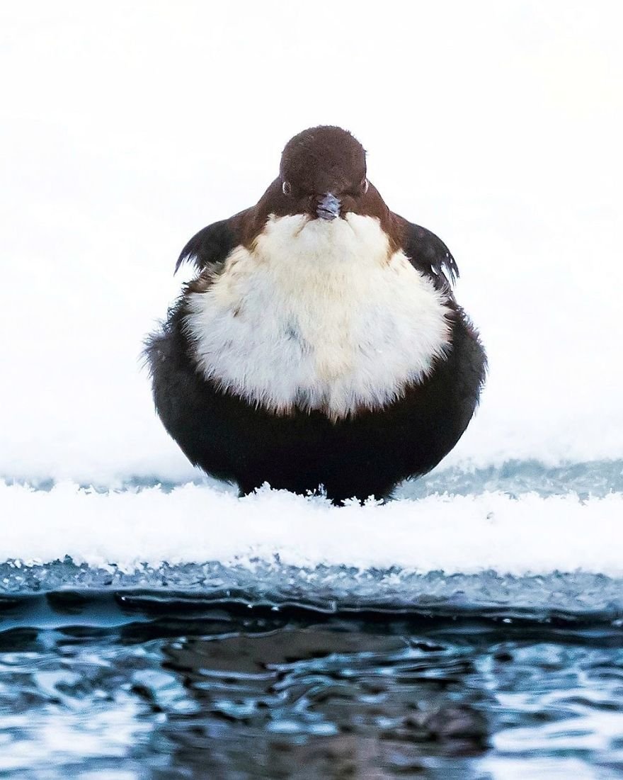 Você precisa ver as fotos destes Angry Birds da vida real