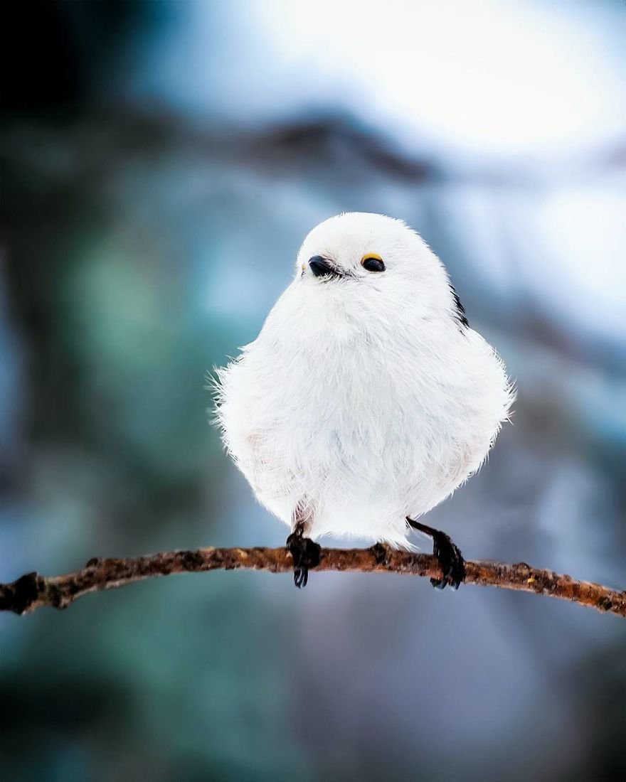 Você precisa ver as fotos destes Angry Birds da vida real