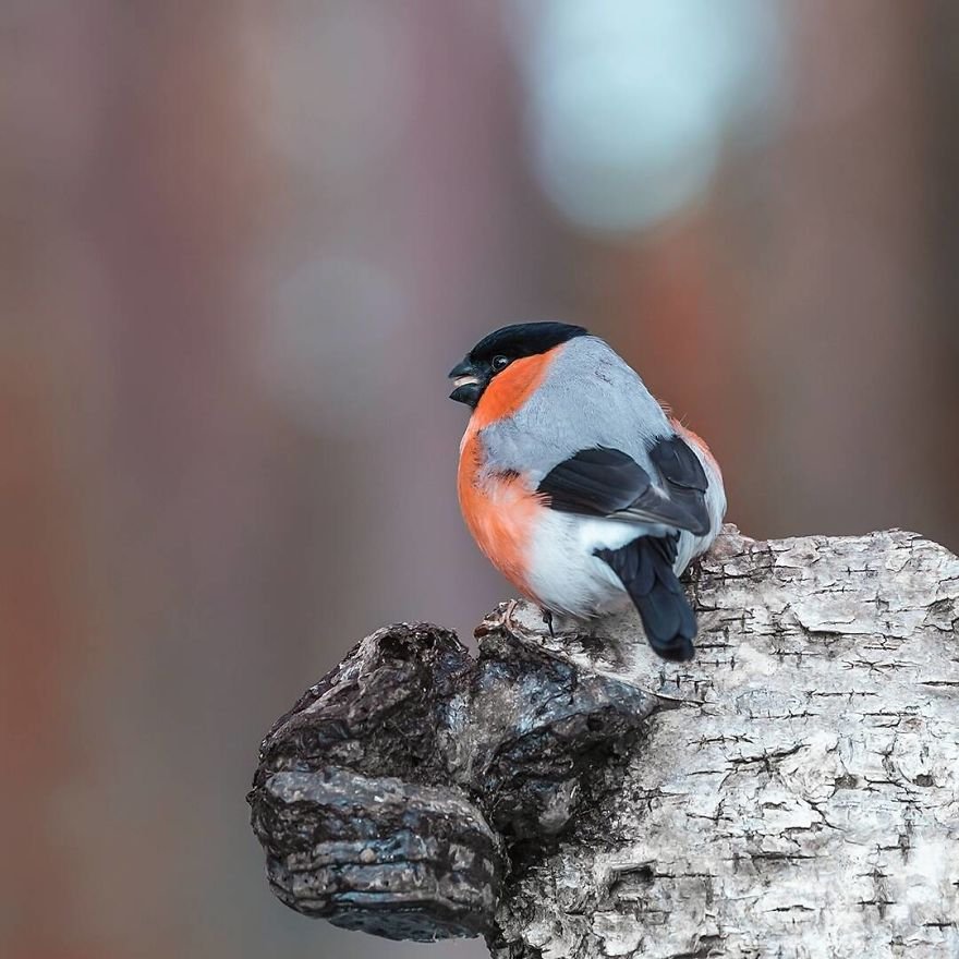 Você precisa ver as fotos destes Angry Birds da vida real