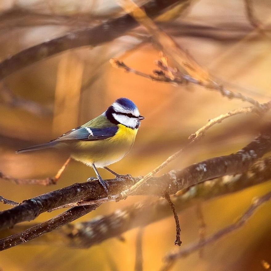 Você precisa ver as fotos destes Angry Birds da vida real