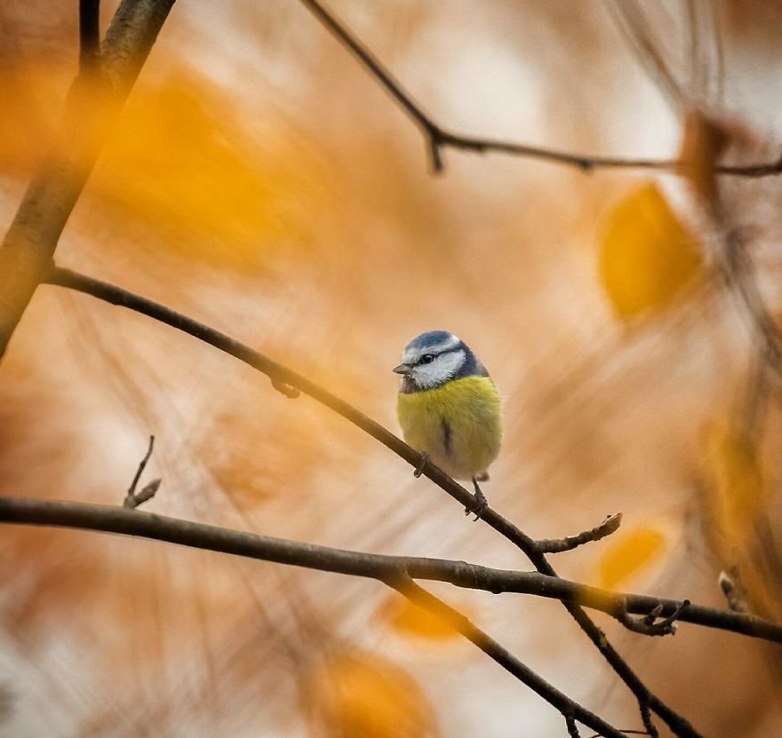 Você precisa ver as fotos destes Angry Birds da vida real