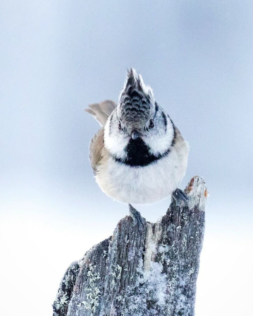 Você precisa ver as fotos destes Angry Birds da vida real