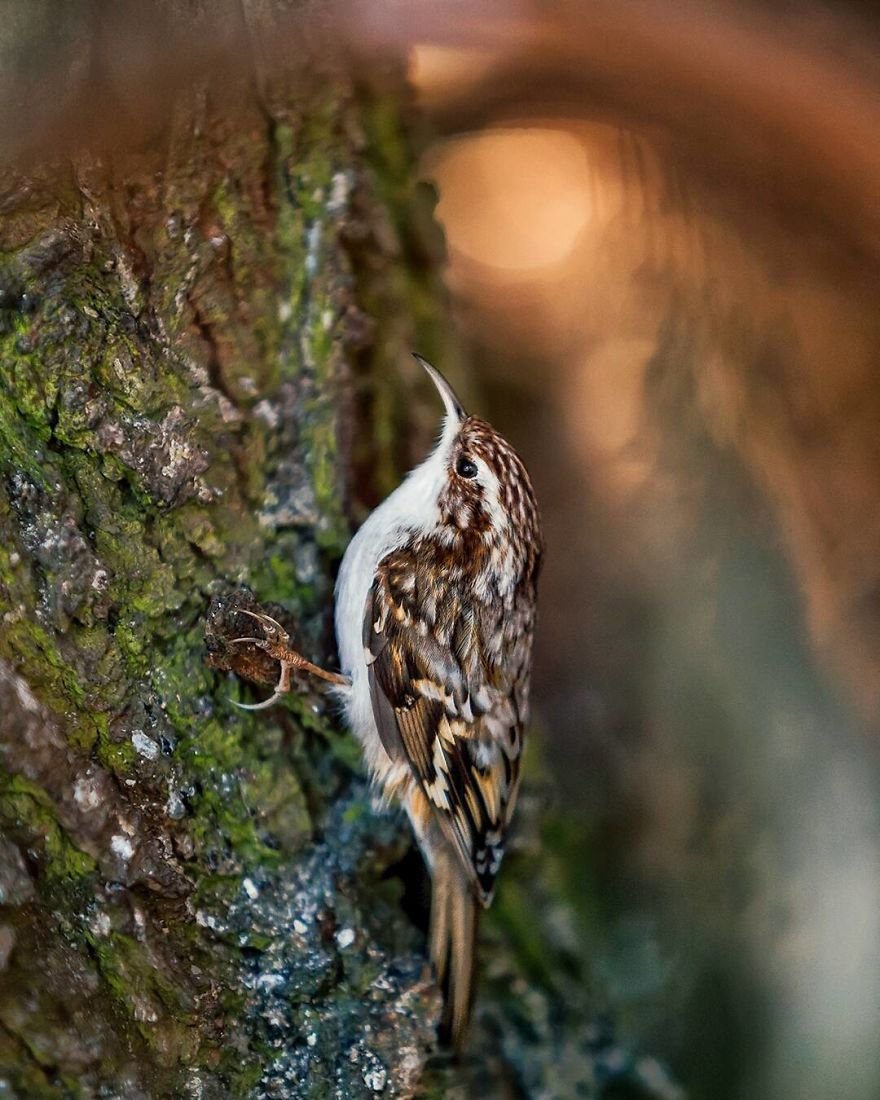 Você precisa ver as fotos destes Angry Birds da vida real