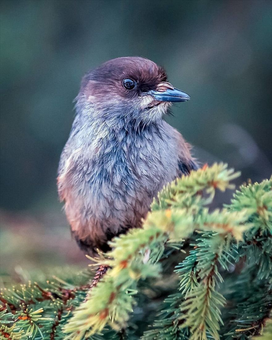 Você precisa ver as fotos destes Angry Birds da vida real