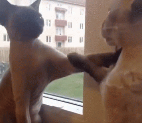 gatos brigando