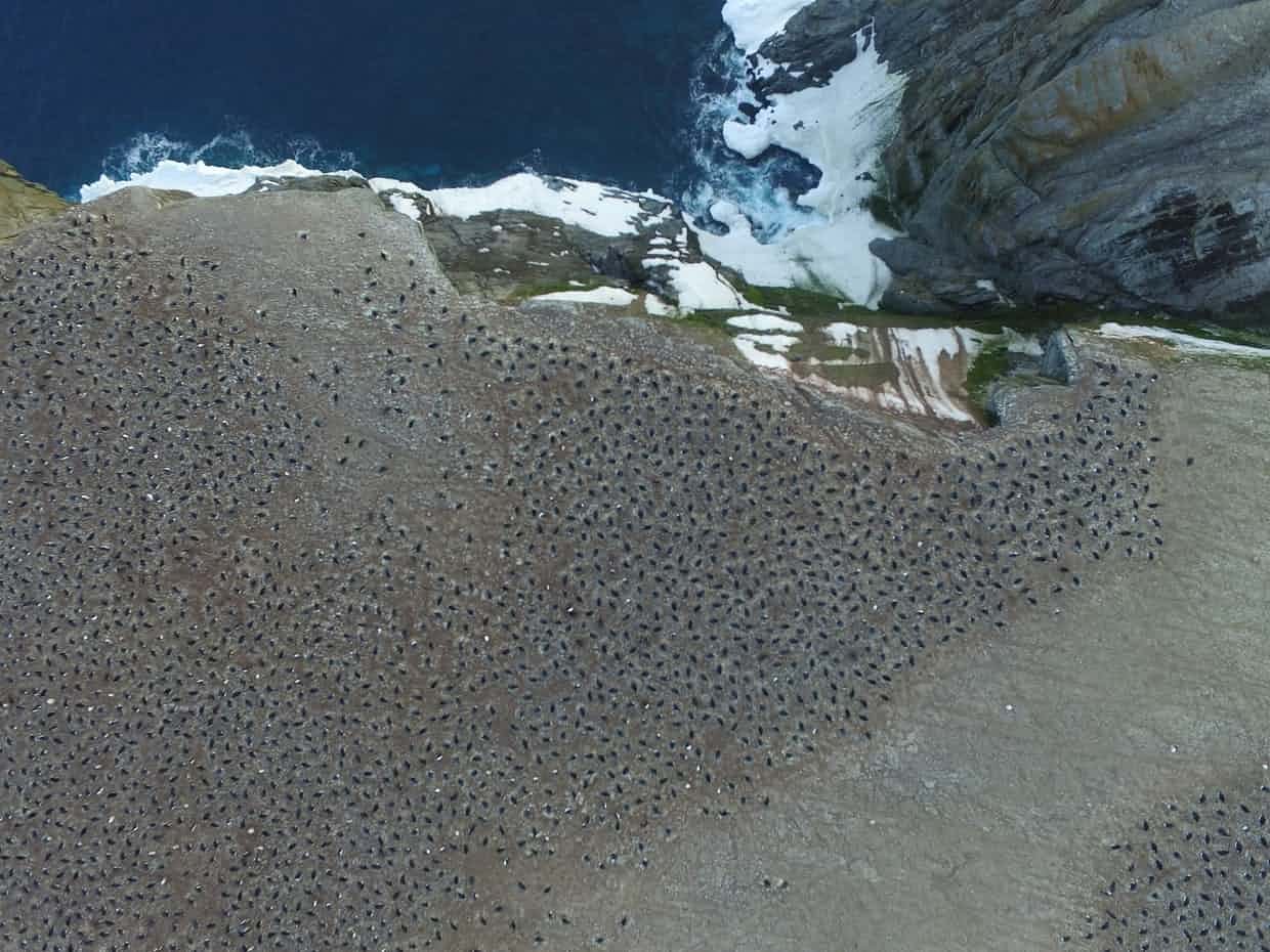 Colônia de pinguins