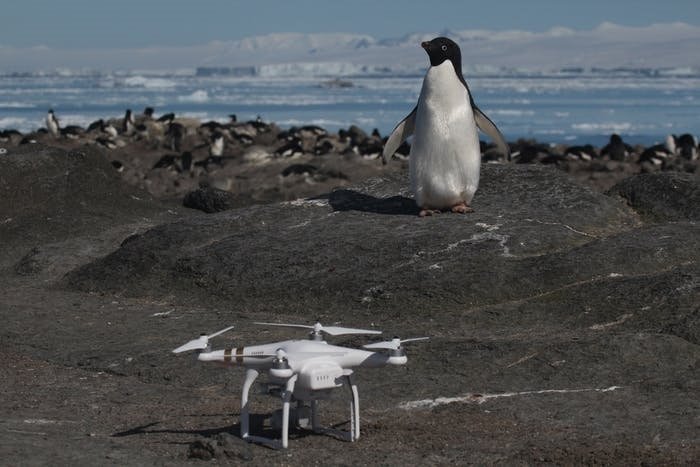 Pinguim ao lado de drone