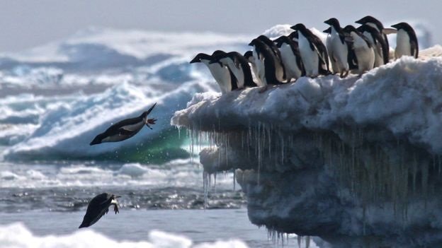 Pinguim-de-adélia