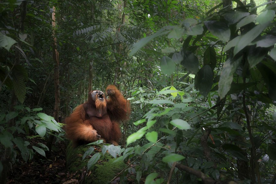 Orangotango de Sumatra