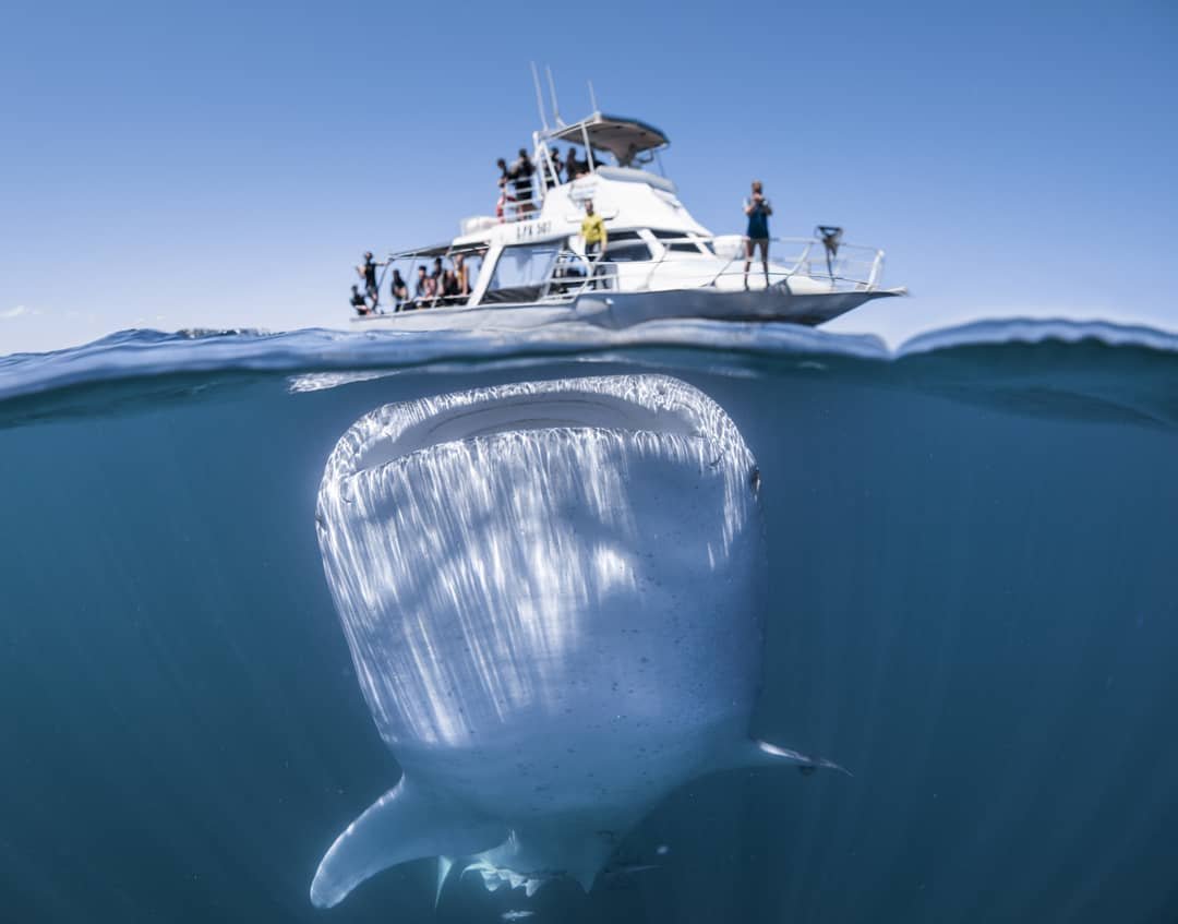 tubarã-baleia