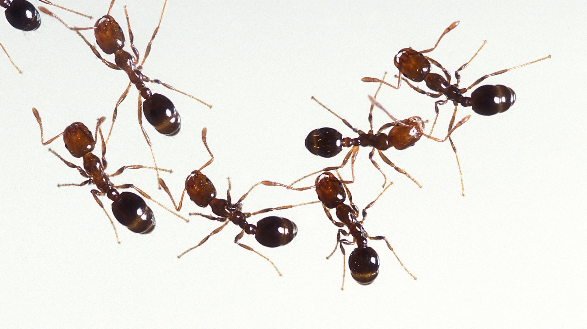 Formigas lava pés