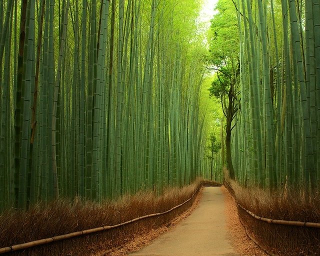 Trilha por entre bambu