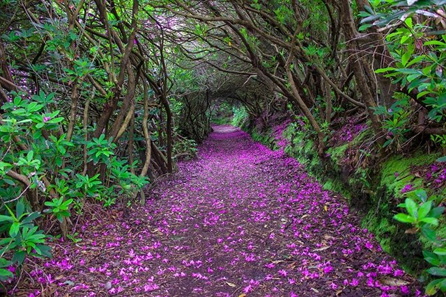 Parque Reenagross, na Irlanda