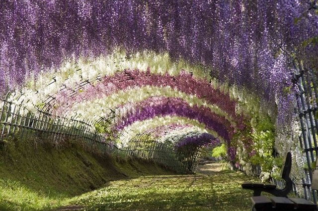 Túnel de Glicínias, no Japão