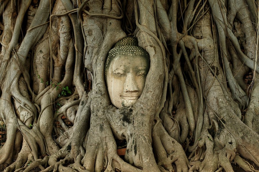 Buda no meio de árvore