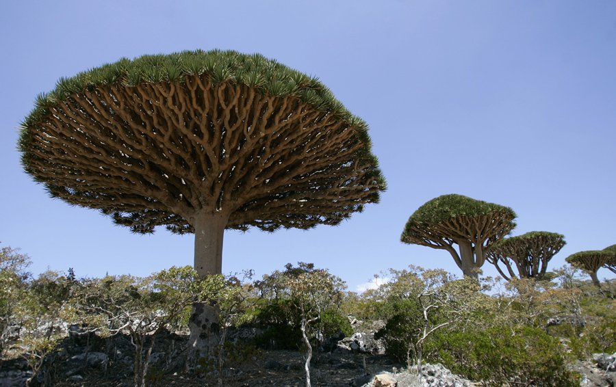 Dragoneiros em Socotra