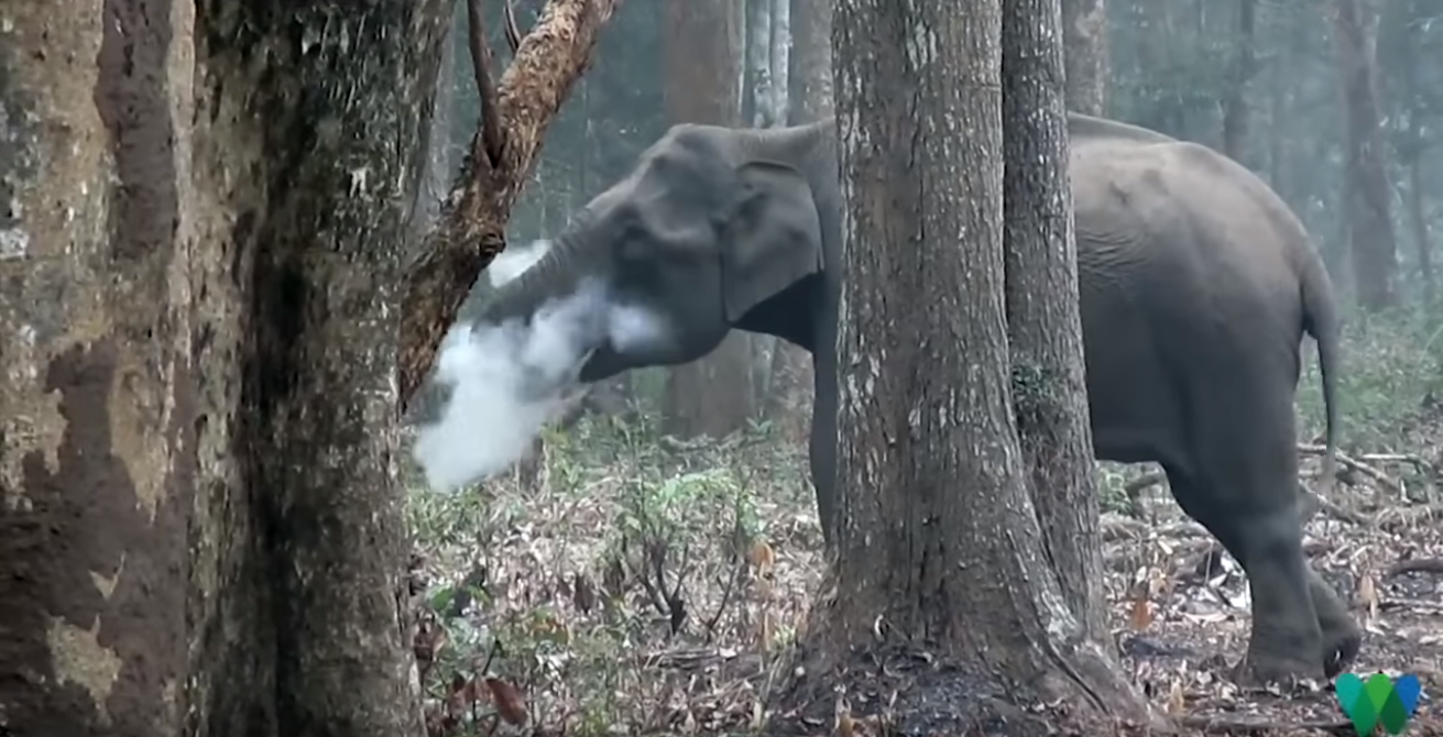 Elefante soltando fumaça 