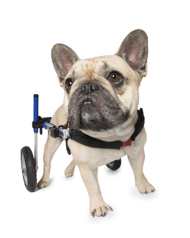 Cão na cadeira de rodas