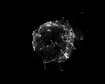 thumb-image-2024-02-29T14:03:14.594Z