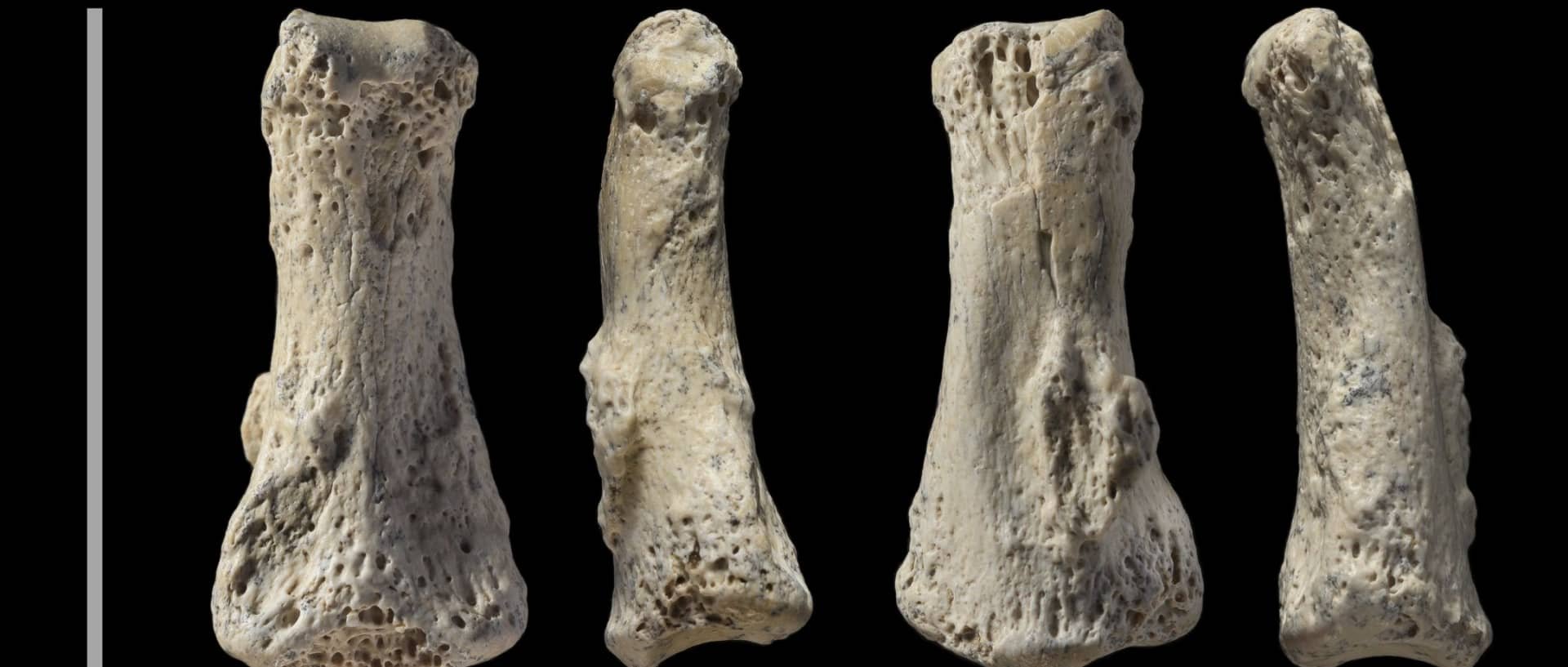 Antigo fóssil humano