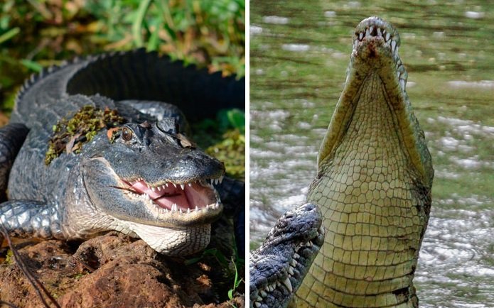 Jacaré e crocodilo