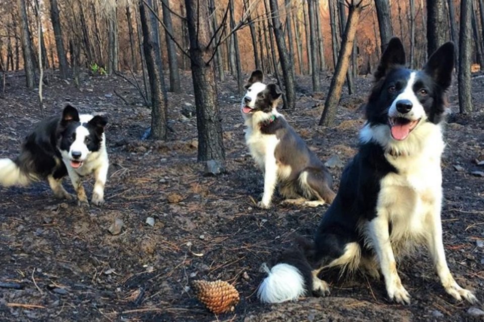 Imagem de Este é o trio de “jardineiros” mais fofo de todos os tempos! no megacurioso