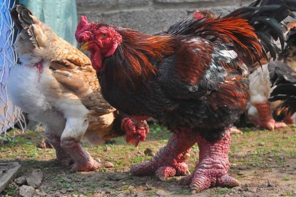 GALINHA GIGANTE DO MAL (Chicken Feet) 