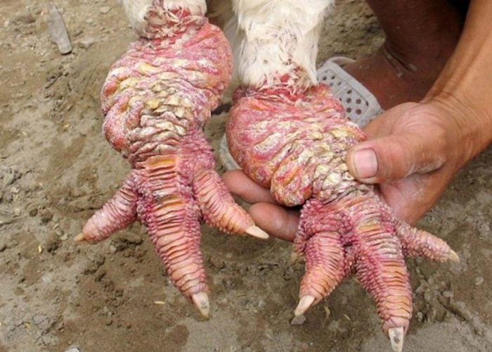 GALINHA GIGANTE DO MAL (Chicken Feet) 