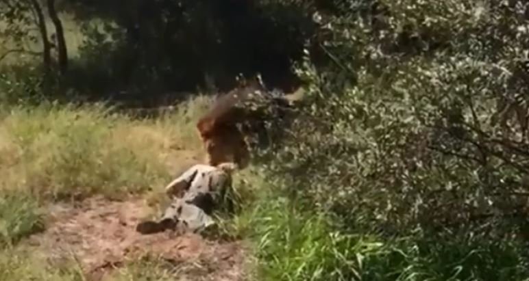 Homem atacado por leão