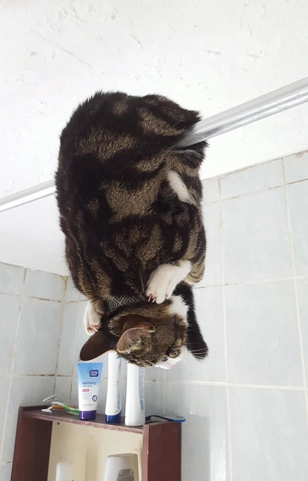 O gato com o salto mais alto do mundo tem vídeos incríveis no  -  Mega Curioso