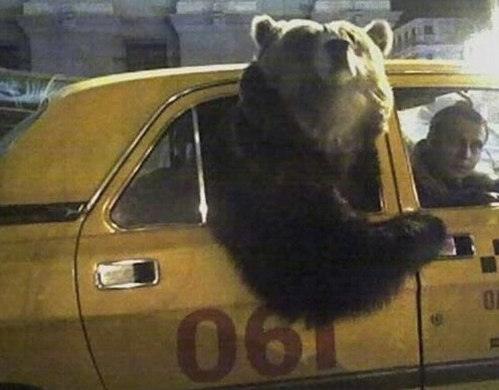 Urso em táxi