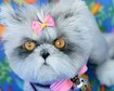 thumb-image-2024-02-29T14:03:21.275Z