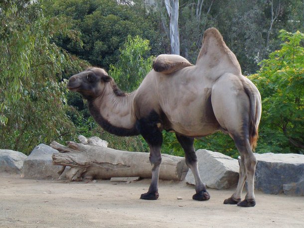 O que vocu00ea sabe sobre as curiosas corcovas dos camelos? - Mega Curioso