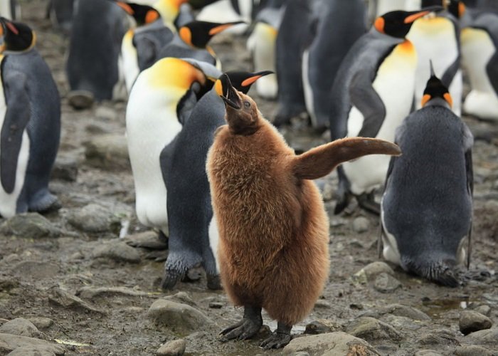 Pinguim-rei filhote