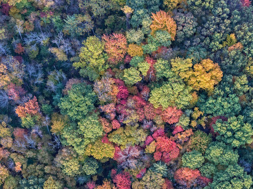 Árvores coloridas