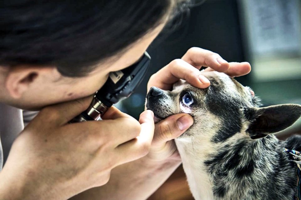 Como os animais enxergam o mundo