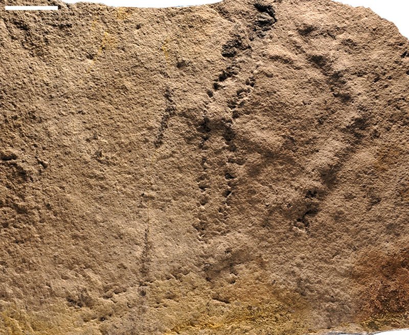 Pegadas mais antigas da Terra