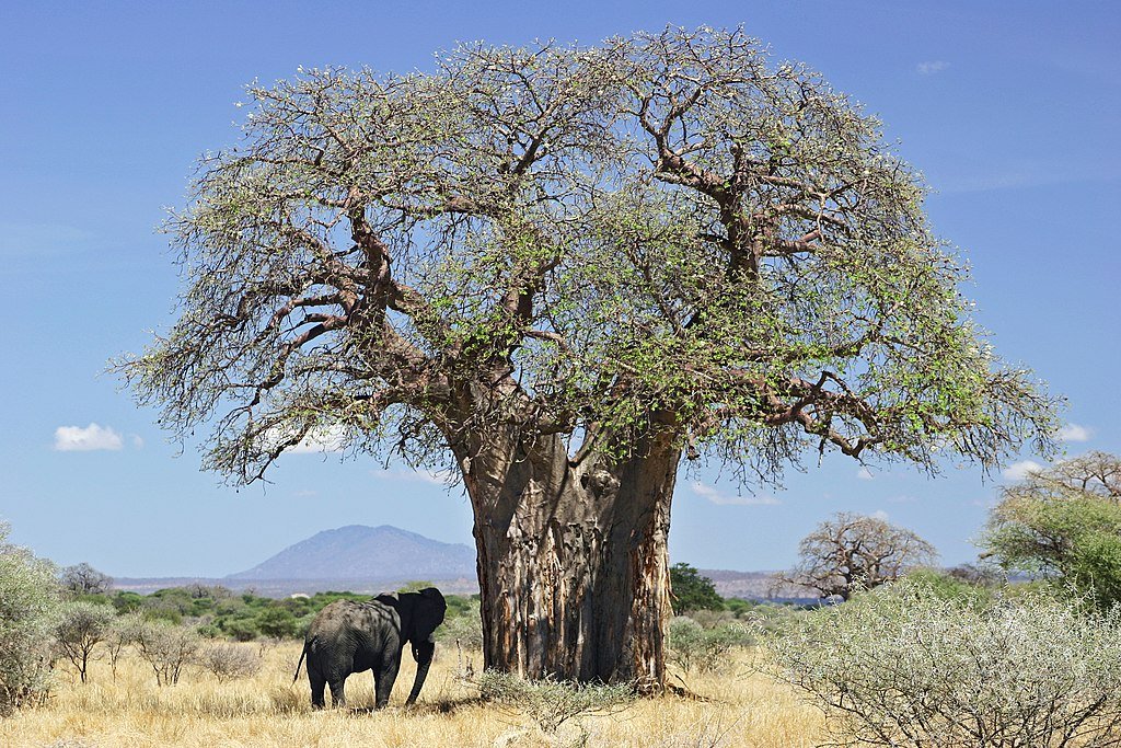 Elefante e baobá