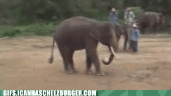 Elefante jogando futebol