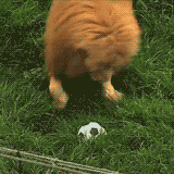 Leão brincando com bola
