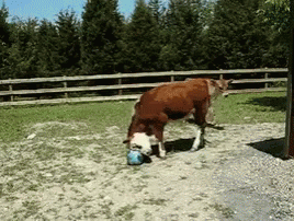 Vaca jogando bola