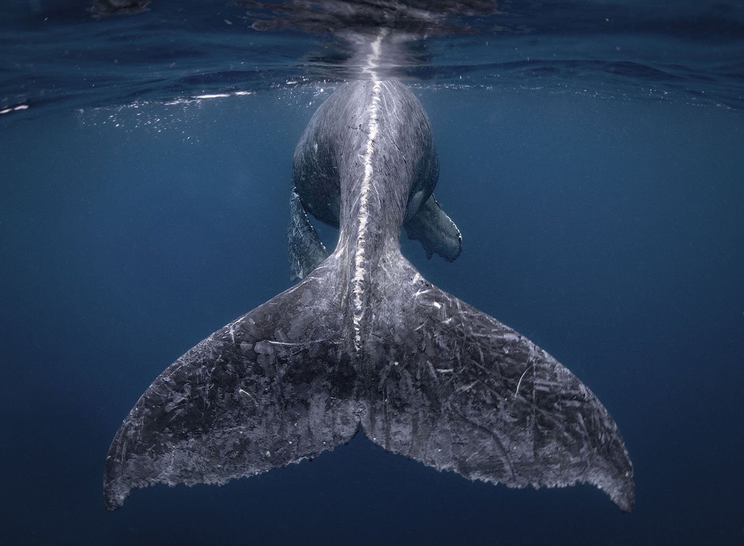 Rabo de baleia