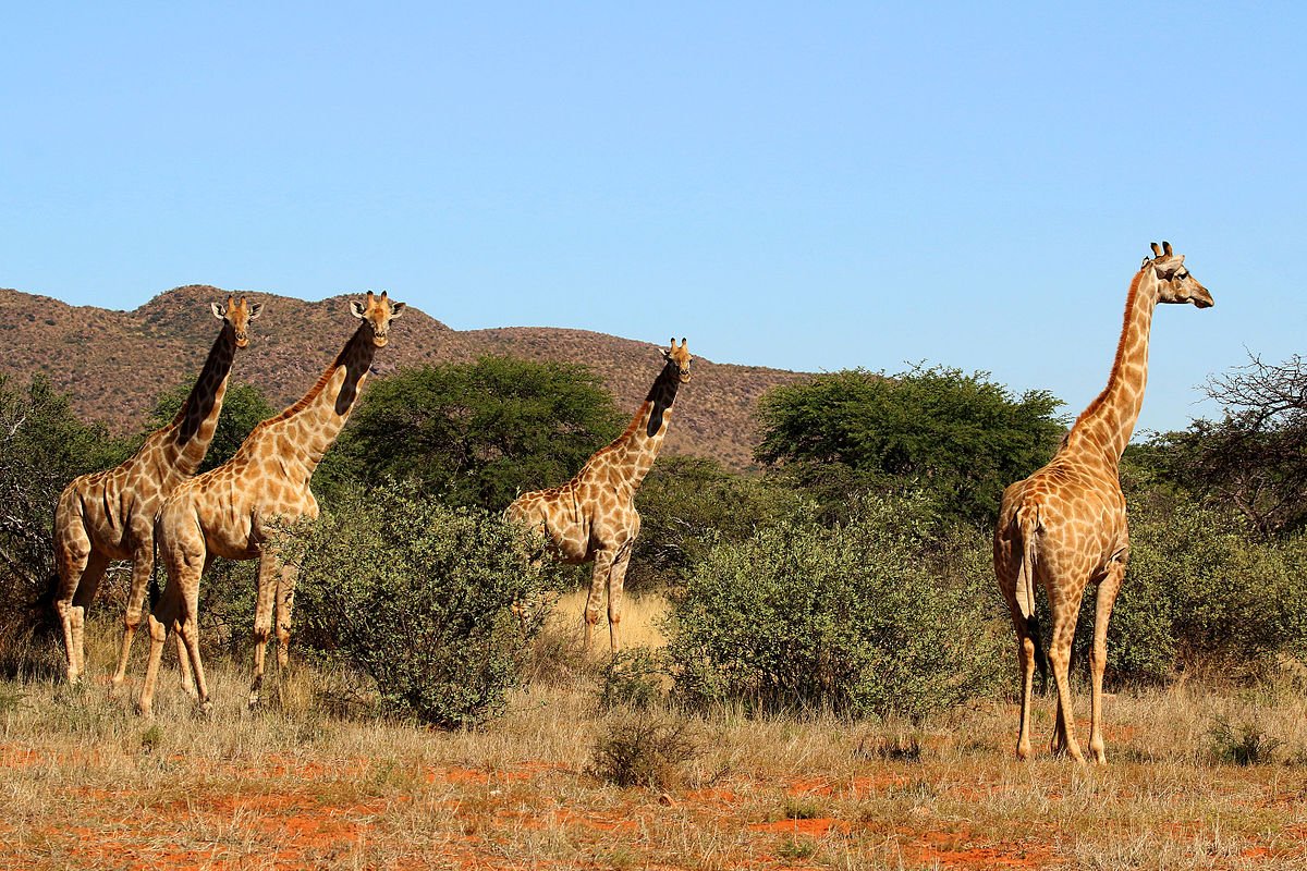 Grupo de girafas