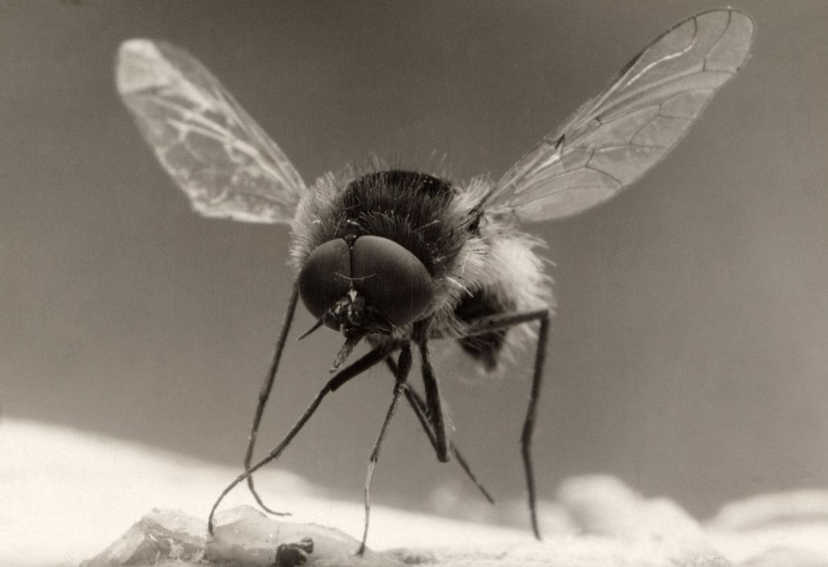 Mosquito com cara de abelha