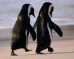 thumb-image-2024-02-29T14:03:28.855Z