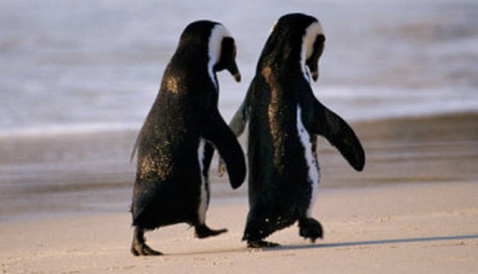 Casal de pinguins